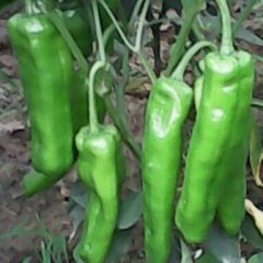 河南夏邑青椒：北镇乡李东风