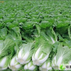 保定市清苑县北京新三号.洋白菜.甘蓝大量上市