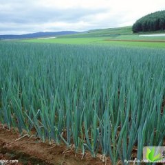 黑龙江大葱大量上市