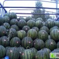  大量供应新鲜京欣西瓜