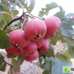 山东平邑大金星：铜石镇巩胜宝