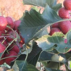 山东临朐大金星：辛寨镇刘先生