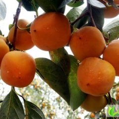 陕西9月黄柿子：临潼区张浩林