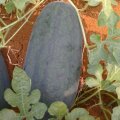 9月28日黑美人4-10斤1.10元/斤