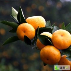 江西南丰南丰蜜桔：市山镇唐玉林