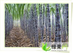 广东番禺大灰种：榄核镇小郭