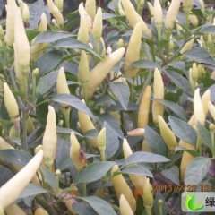 河南夏邑野山椒：北镇乡韩蒙蒙