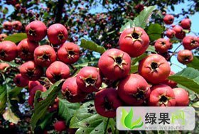 山东费县大金星：竹田镇周先生