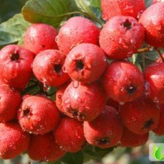 山西绛县大金星：北杨村张炎