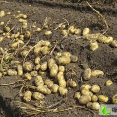 河北围场荷兰十五：三义永佟海德