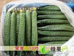 山东聊城市莘县黄瓜基地产地