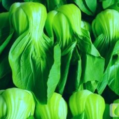 山东东昌府上海青：邓王邓俊胜