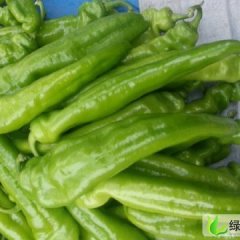 山东青州辣椒大量上市：谭访张修永