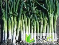 绥化红旗乡：大量供应冬储大葱