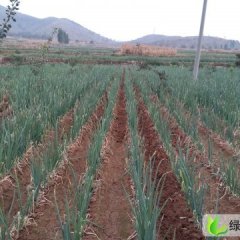 山东莱城长白大葱：将山后张