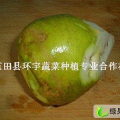 河北唐山市玉田 芥菜疙瘩开始供应