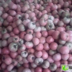 山东东昌府瑞星：沙镇贾楼 张延博