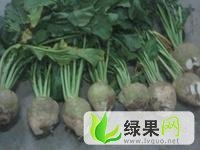 辽宁凌海中国光头芥菜：右卫镇李建宇