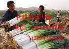 大量供应昌邑优质长白大葱（章丘大葱）