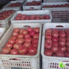 山东沂南大红硬粉西红柿大量上市