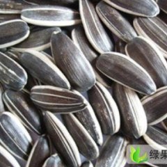 内蒙古杭锦后旗美葵5009葵花：沙海乡刘帅