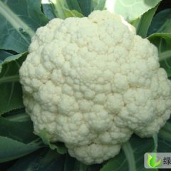 河南粱园白菜花 ：刘口乡刘新宽