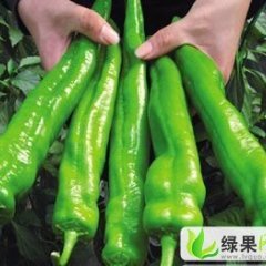 山东青州辣椒：谭坊肖永泉