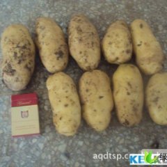 内蒙古海拉尔荷兰七号