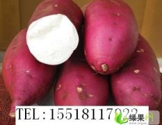 河南商水商薯19红薯：袁老乡吴玉