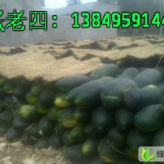 河南博爱子弹头黑皮冬瓜：孝敬镇张老四