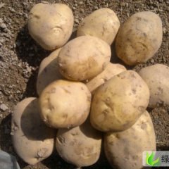 甘肃安定新大平