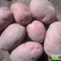 甘肃安定青薯9号：