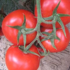 山东莘县大红西红柿基地：河店镇杨青云