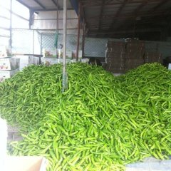 山东青州羊角椒：谭坊镇时保杰