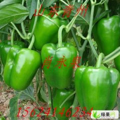 山东青州圆椒：谭坊镇肖永泉