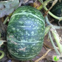 内蒙古鄂托克前旗青皮南瓜：城川老毕