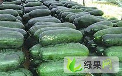 河北柏乡子弹头黑皮冬瓜：西汪村王经理