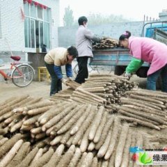 河北省保定市清苑县麻山药现已大量上市