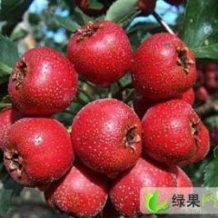 质优价廉各种山楂，棉球，金星，五棱：平邑县胡如海