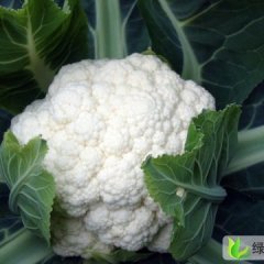 河北饶阳雪宝：饶阳县李运华