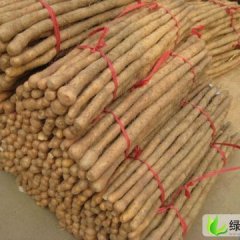 河南沈丘九斤黄山药：北城区于巍