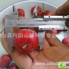 山西稷山大金星：太阳乡杨云山