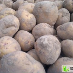 甘肃安定一点红