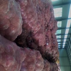 大量收购黄皮洋葱