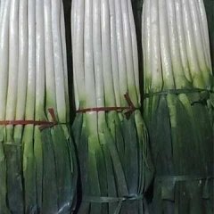 山东平度铁杆大葱：郭庄镇杜学民