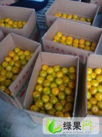 湖南资兴东江湖蜜橘：东江湖廖巧军