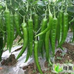 山东青州威狮一号：谭坊镇赵文全