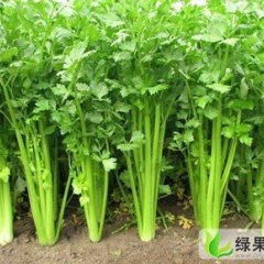 江苏铜山区大棚小西芹