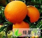 江西瑞金脐橙：武阳镇邹水发