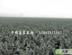 河南浚县西兰花：王庄镇郭顺平